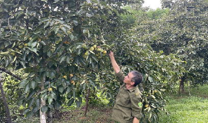 Hồng vuông trĩu quả ở vùng đất thiêng Đồng Lộc