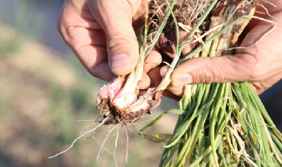 Chủ động phòng trừ bệnh thối củ hành