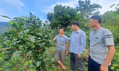 Bảo vệ nghiêm ngặt chè Shan tuyết cổ thụ