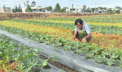 Nông dân TP.HCM tất bật vụ dưa Tết