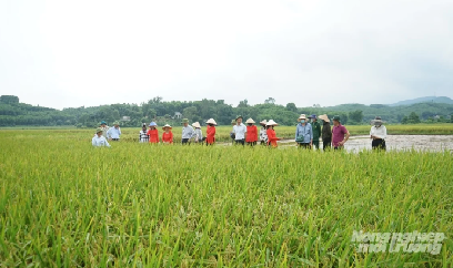 Đất khỏe - nền móng của mùa vàng