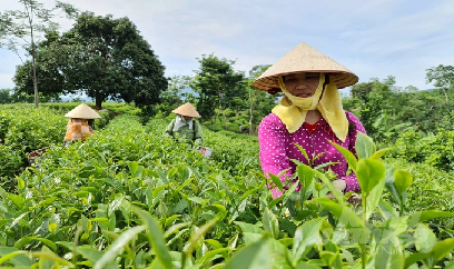 Tuyên Quang dồn lực đặc biệt cho '6 cây, 3 con'