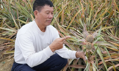 Nhiều diện tích dứa ở Thanh Hóa chết úa