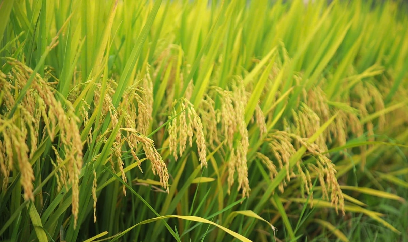 Nghệ An tự tin đạt trên 700.000 tấn lương thực vụ xuân 2026