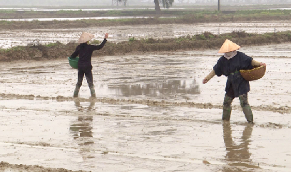 Hàng nghìn ha lúa đông xuân nguy cơ phải gieo cấy lại