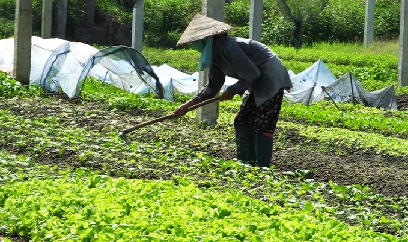 Đa dạng cây trồng, rải vụ để giảm áp lực tiêu thụ cây vụ đông