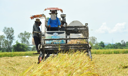 Nông dân Đồng Tháp tất bật thu hoạch lúa hè thu
