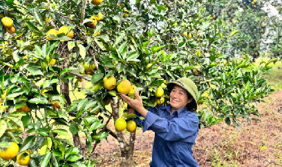 Hà Tĩnh ước thu gần 70 nghìn tấn cam