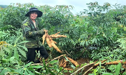 Xuất khẩu sắn đặt mục tiêu 2 tỷ USD