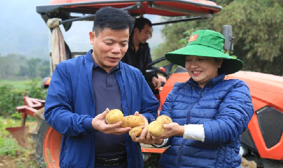 Khoai tây phủ màu xanh no ấm trên đồng đất Văn Bàn
