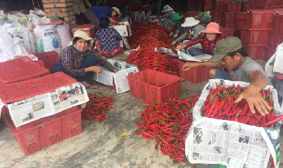 Giá ớt cao chưa từng thấy, nông dân vui mùa 'ớt ngọt'