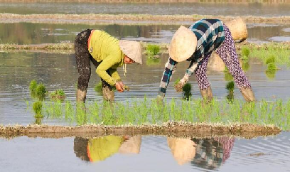 Tính toán đầu vụ xuân cho Nghệ An