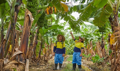Giống chống chịu: Giải pháp cuối trong phòng bệnh héo vàng chuối