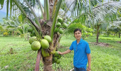 Dừa Ninh Đa bén rễ đất Ninh Tây