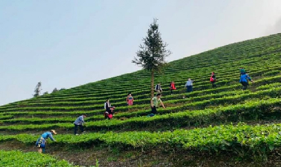 Lào Cai trồng mới 860ha chè năm 2022