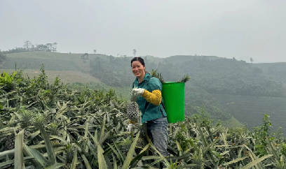 Lào Cai: Dứa được mùa, được giá