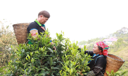 Định vị thương hiệu chè Lào Cai [Bài 2]: Trăn trở Suối Giàng