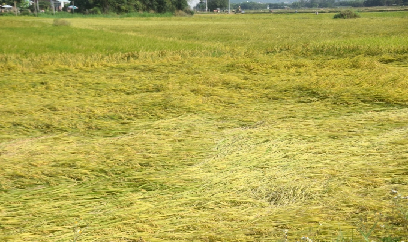 Cuộc chiến chống rầy cứu lúa đông xuân ở Bình Định