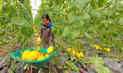 Trồng dứa, thu nhập 200 - 240 triệu đồng/ha