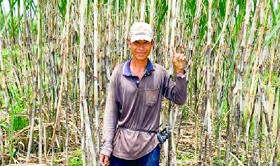 Quế vụ xuân vào mùa, giá cao chưa từng có