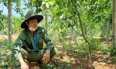 Ồ ạt phá cà phê trồng chanh dây: Cẩn thận kẻo nhận 'trái đắng'