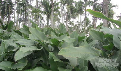 Lá dong xuất bán trời Tây