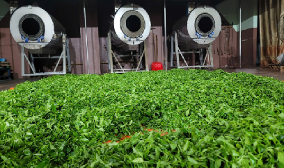 Chè Thái Nguyên vươn xa trên con đường văn hóa