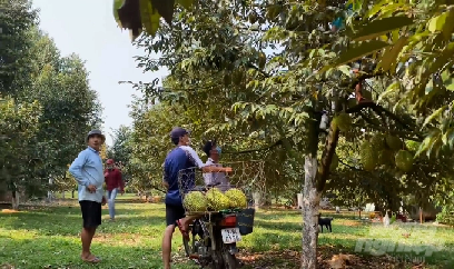 Phát triển các vùng sản xuất tập trung phục vụ xuất khẩu
