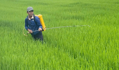 Sâu cuốn lá bùng phát trên lúa hè thu ở Huế