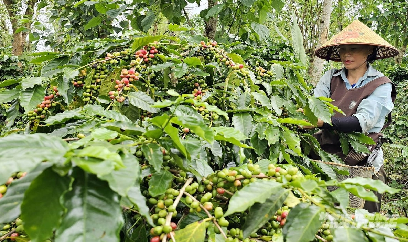 Giá cà phê 25 - 27 nghìn đồng/kg, cao nhất từ trước tới nay