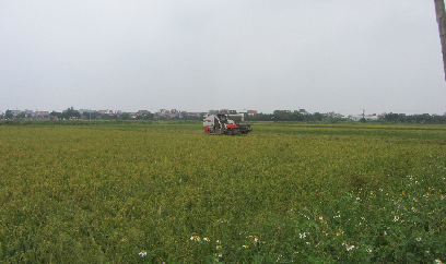 Cánh đồng lớn và cơ giới hóa đồng bộ 'cứu thua' vụ nếp thất thu