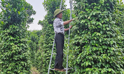 Cao su ngã xuống, hồ tiêu vươn mình