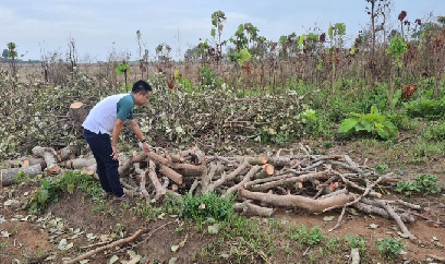 Mất mùa nhiều năm, người dân ồ ạt phá bỏ vườn điều