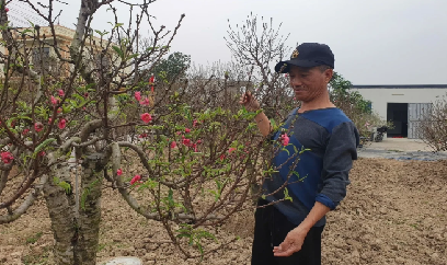 'Thủ phủ' trồng đào Hải Phòng hồi sinh, sẵn sàng phục vụ thị trường Tết