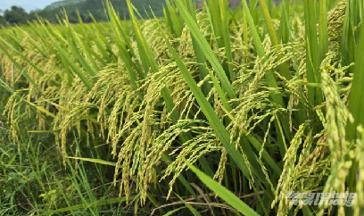 Tẻ nương Hà Giang tạo niềm tin trên xứ đồng Tuyên Quang
