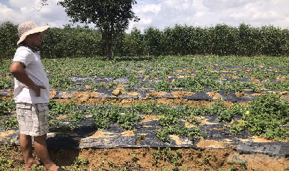 Sâm Bố Chính ở Thừa Thiên Huế tiếp tục chết hàng loạt