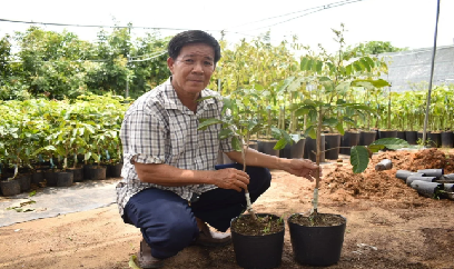 Vĩnh Long siết quản lý cây đầu dòng