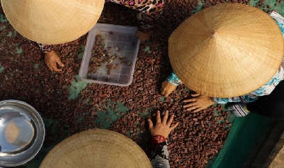 Cơ hội đưa Việt Nam trở thành nhà sản xuất ca cao có vị thế