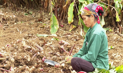 Giá dong riềng cao kỷ lục, nông dân lãi lớn, hoan hỉ đón Tết