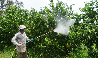 Ấn tượng giống chanh vàng không hạt ‘đẹp mắt, sống khoẻ’