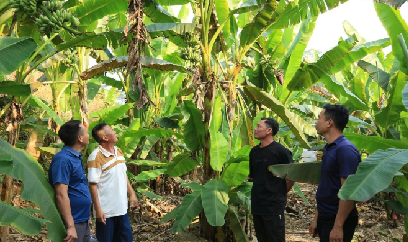 Hơn 1.100ha chuối của Lào Cai được cấp mã số vùng trồng