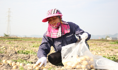 Khoai tây vụ đông kém vui