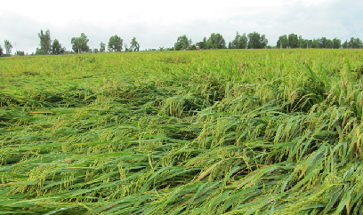 Huyện Phước Long mở rộng diện tích luân canh lúa - tôm