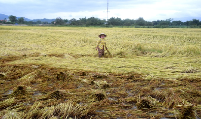 Bình Định khó khăn trong dịch chuyển khung thời vụ