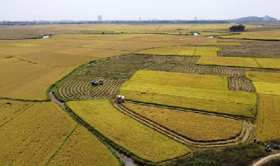 Lúa đông xuân được mùa lớn, giá cao chưa từng thấy, nông dân vui phơi phới
