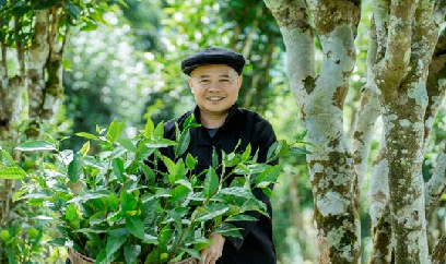 Một thập kỷ lan tỏa hương trà sạch