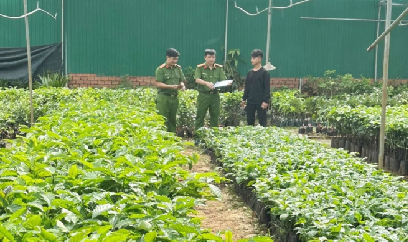 Công an Đắk Lắk triệt phá nhiều vụ sản xuất, buôn bán giống cây trồng giả