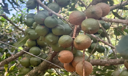 Trồng xen mắc ca trong vườn cà phê, lợi đủ đường