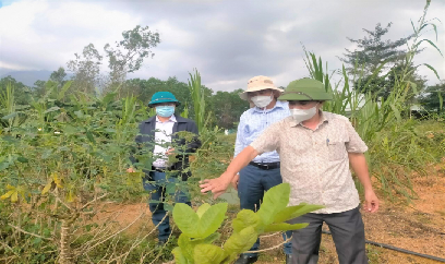 Tăng cường chỉ đạo bảo vệ sản xuất vụ Đông Xuân