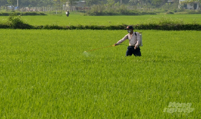 Sâu bệnh hại lúa đông xuân nguy cơ lây lan rộng